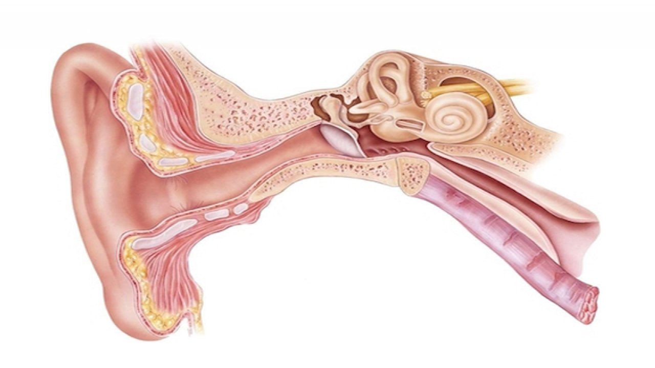 Kulak zarı yırtılması riskini artıran faktörler
