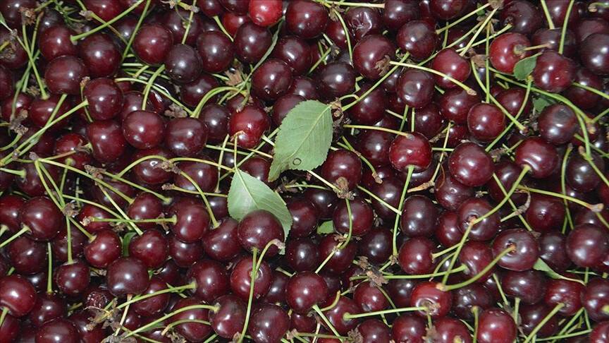 Vişnenin faydaları nelerdir?