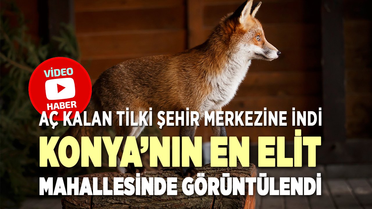 Aç kalan tilki şehir merkezine indi, Konya'nın en elit mahallesinde böyle görüntülendi