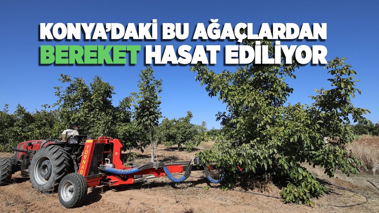 Konya'daki bu ağaçlardan bereket hasat ediliyor