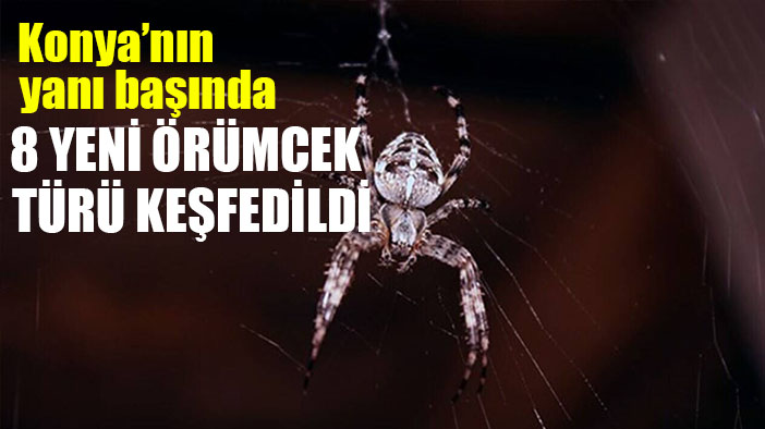 Konya'nın dibinde 8 yeni örümcek türü keşfedildi