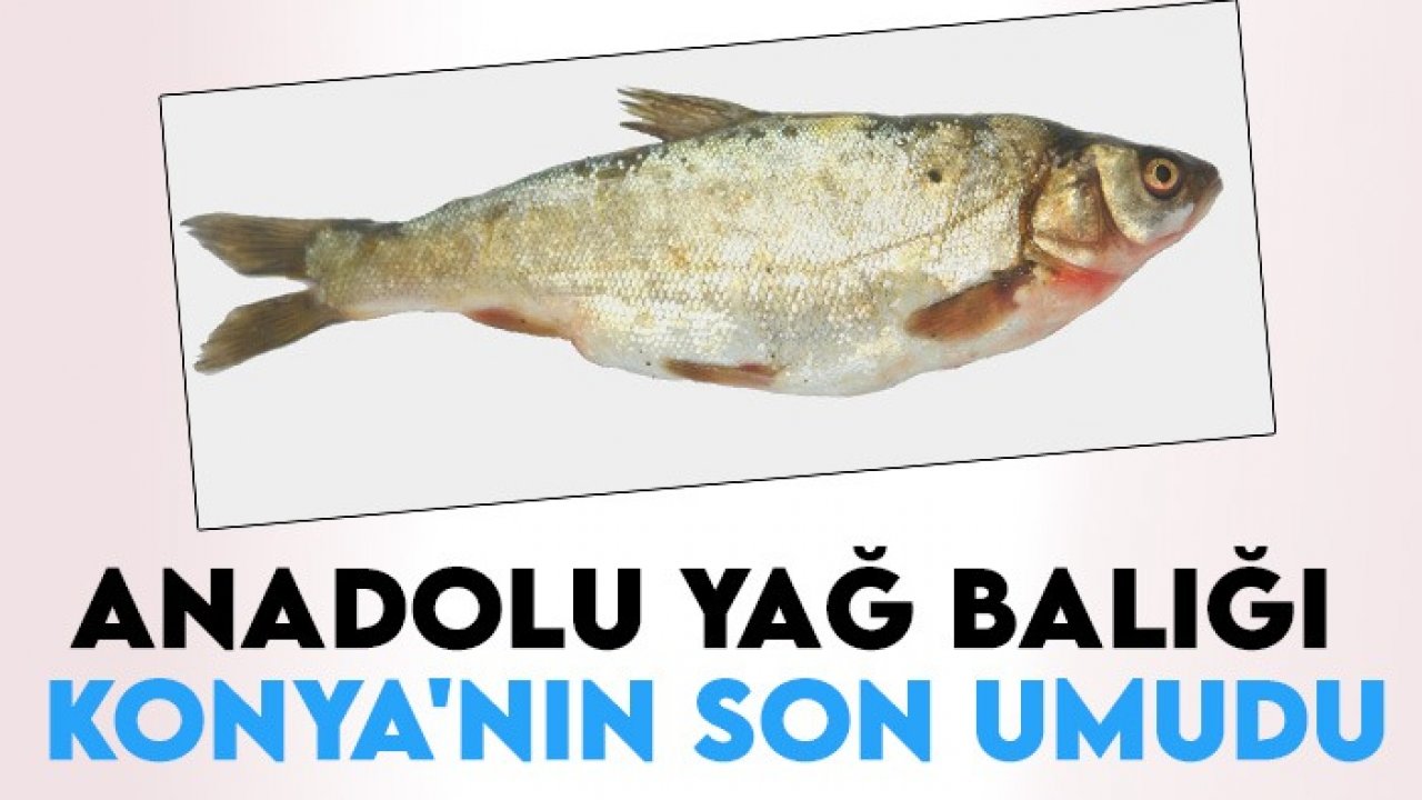 Anadolu yağ balığı Konya'nın son umudu