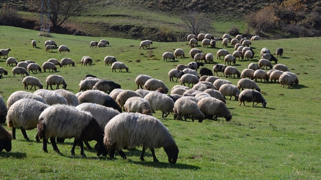 Çobanlara 8 yılda 400 milyon lira destek