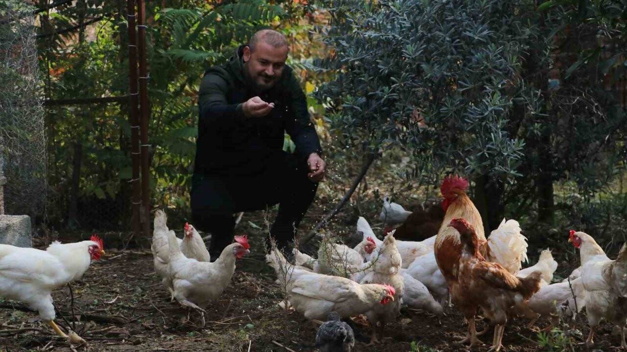 50 tavuğu ortadan kaybolan adam, gerçeği kamera görüntülerini izleyince fark etti