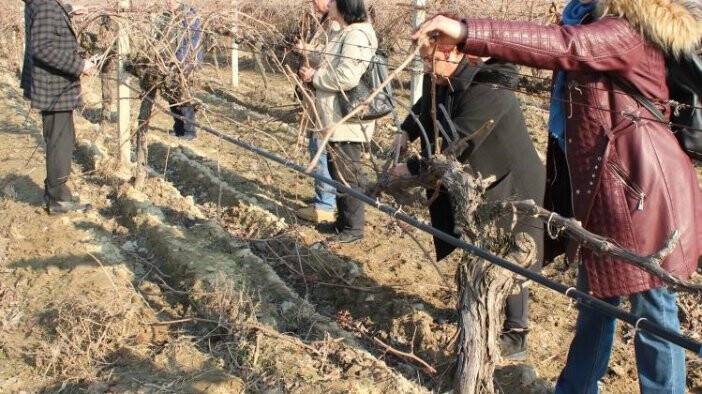 Uzmanlardan üzüm yetiştiricilerine uyarı