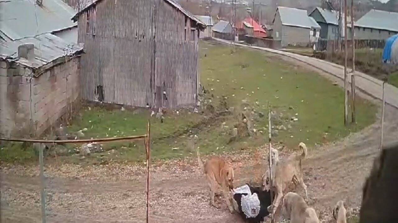 Başıboş köpeklerin bu seferki hedefi 79 yaşındaki yaşlı kadın oldu
