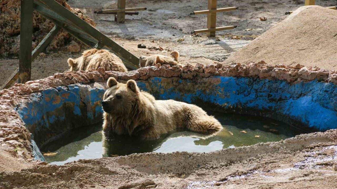 Kış uykusa yatamayan ayılardan havuz keyfi