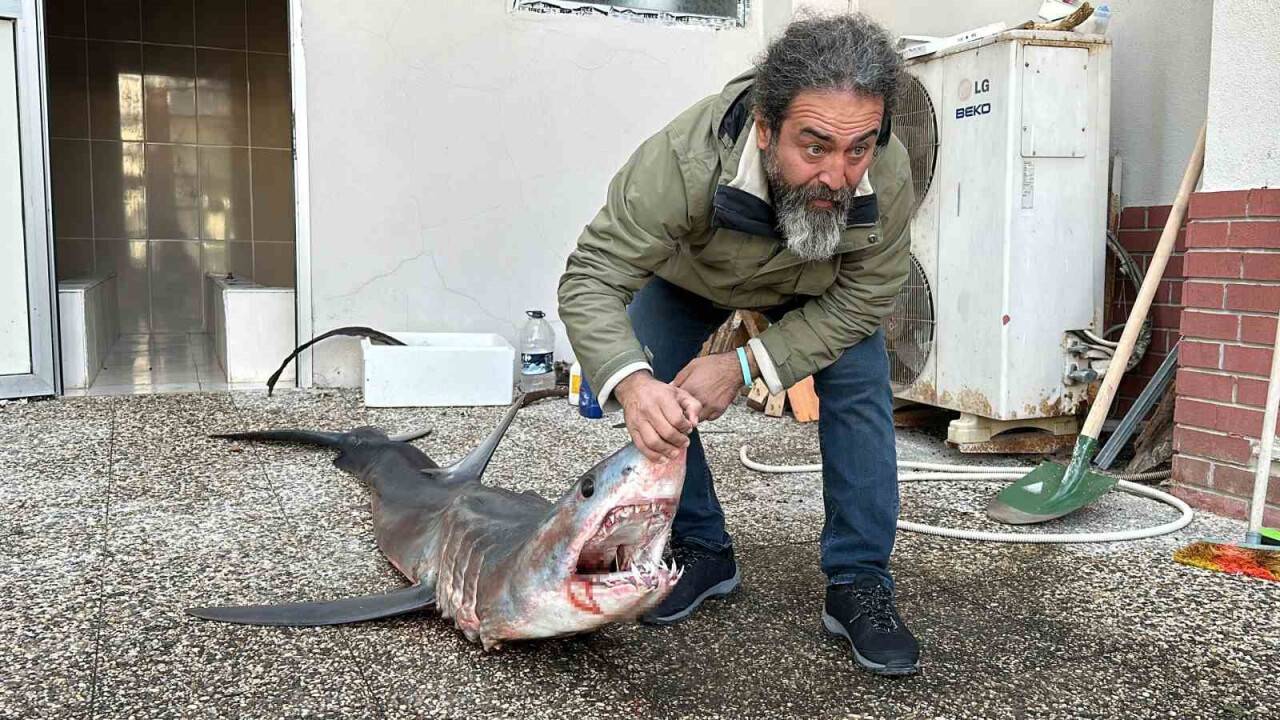 Mersin kıyılarında endangered mako köpek balığı karaya çıktı