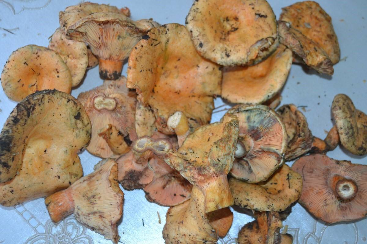 Yağışlar kalabak mantarının fiyatını yükseltti