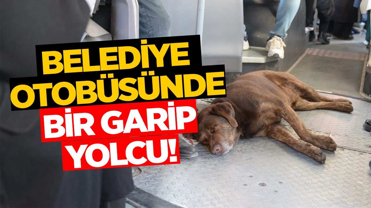Konya’daki belediye otobüsünde bir garip yolcu!
