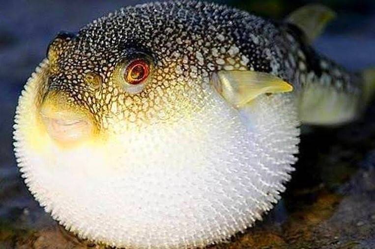 Bu balığı tüketenler dikkat! Sağlığınızdan olabilirsiniz!