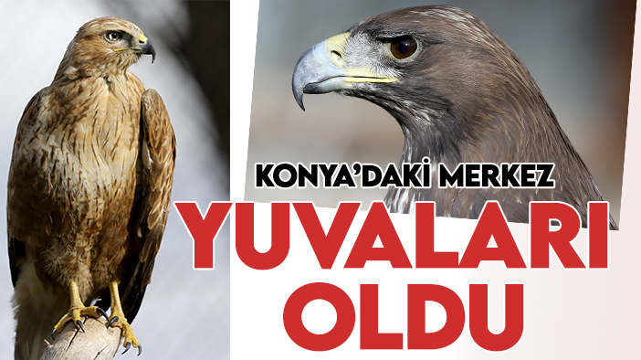 Doğaya salınamayan engelli yırtıcı kuşlar Konya'daki merkezin misafiri oluyor