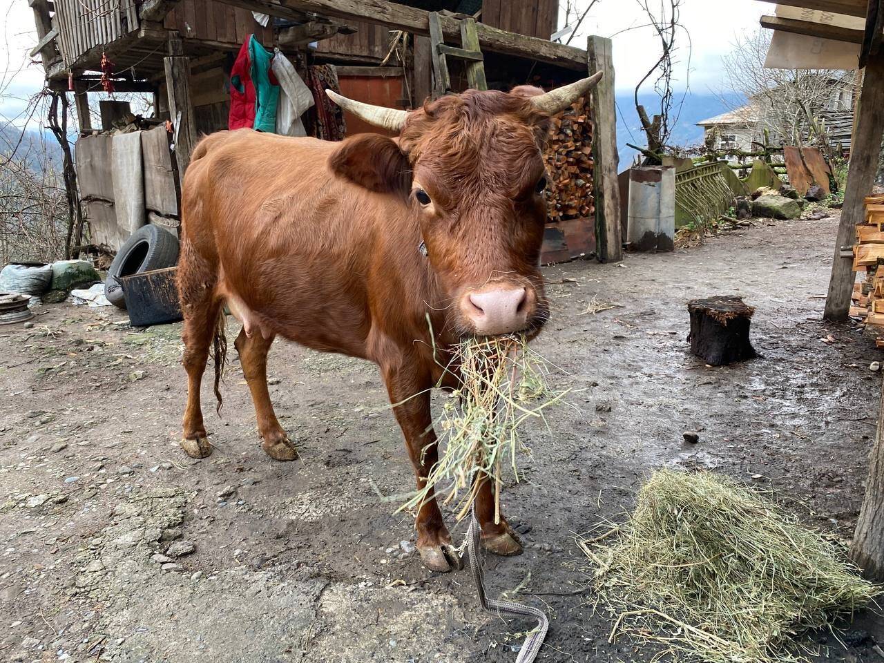 Artvin'den Gürcistan'a kaçan inek alarmı