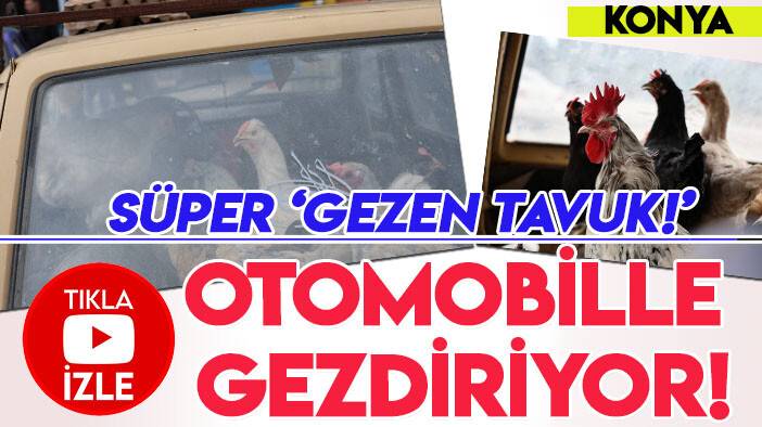 Süper Gezen Tavuk: Tavukları Reno 12'ye  bindirip gezdiriyor!