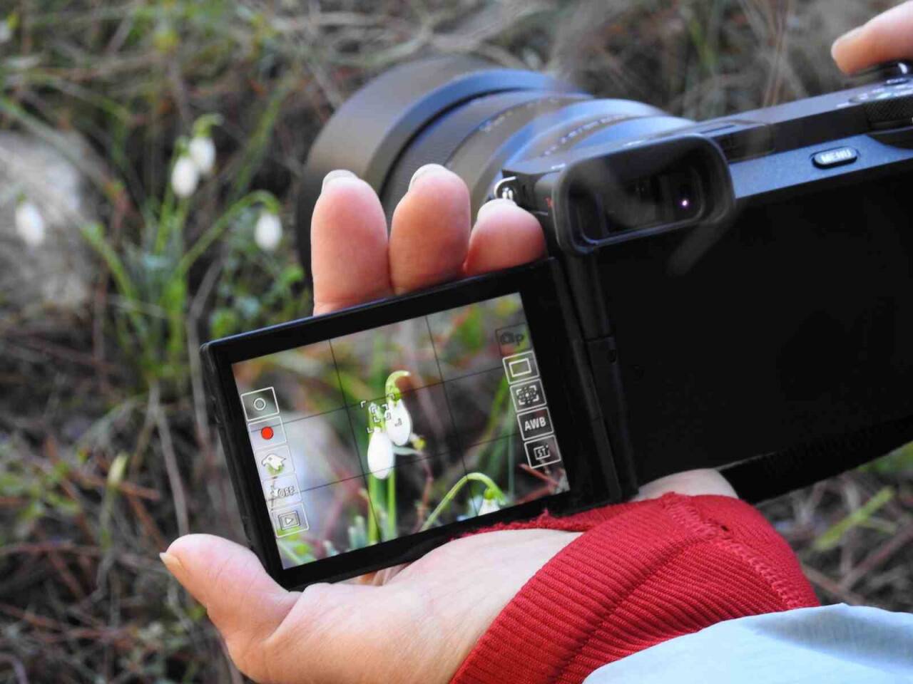 Manisa'daki bu çiçeği koparmanın cezası 387 bin 142 TL