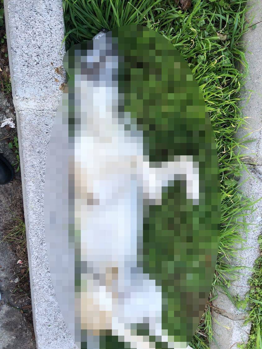 İzmir’de köpek katliamı