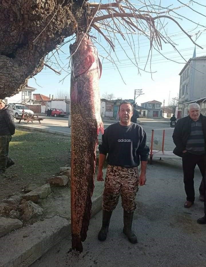 Edirne'de insan boyundaki dev yayın balığı yakalandı