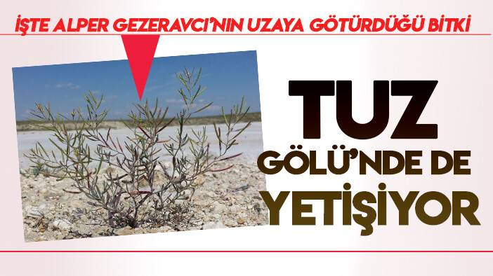 Tuz Gölü'nde de yetişiyor:  İşte Alper Gezeravcı’nın uzaya götürdüğü bitki