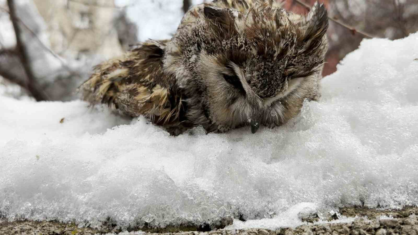 Tatvan’da soğuk havadan dolayı puhu dondu