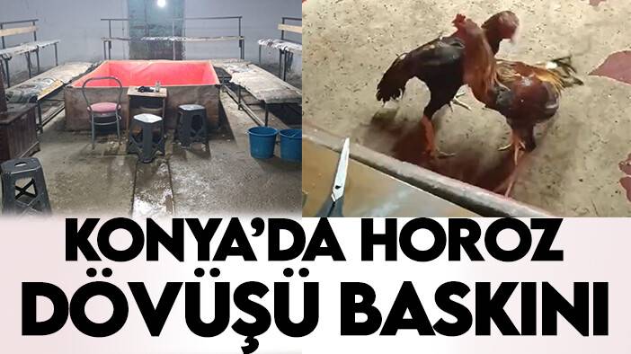 Konya'da horoz dövüşü baskını: 7'si korumaya alındı