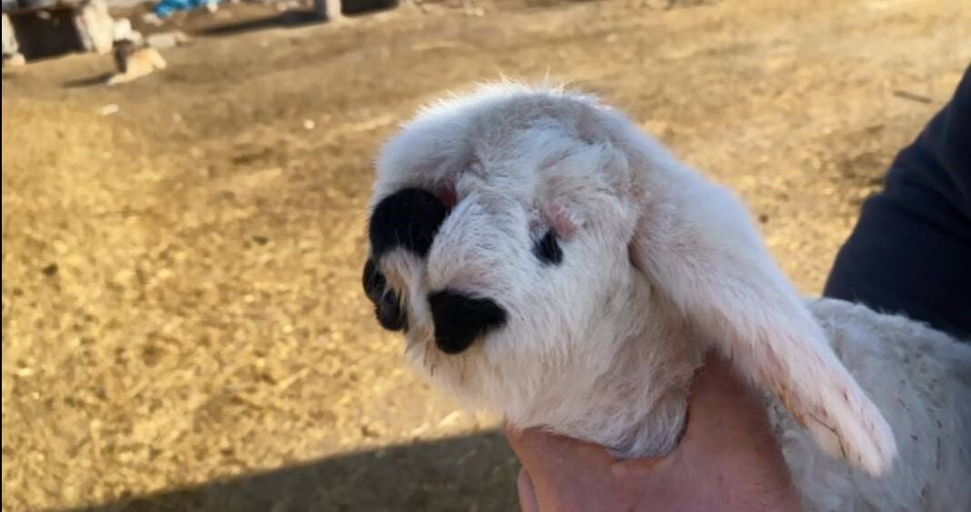 Konya'da bir çiftlikte doğdu: Tek gözlü ve anormal çeneli kuzu