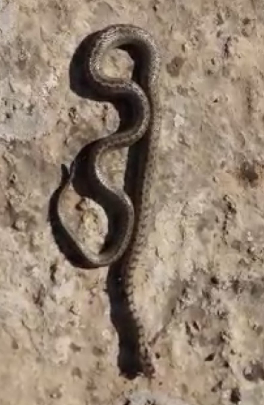Siirt'te kış uykusundan uyanan yılan panik yarattı