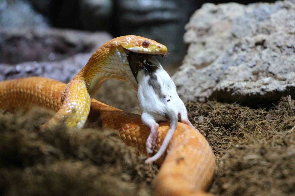 Akvaryumdaki yılanların canlı yem ile beslendiği iddiası asılsız çıktı