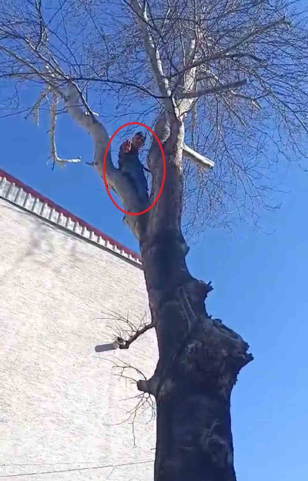 Polisi görünce kedi gibi ağaca tırmanan hırsız.. Çıktığı ağaçta polise el salladı (TIKLA&İZLE)