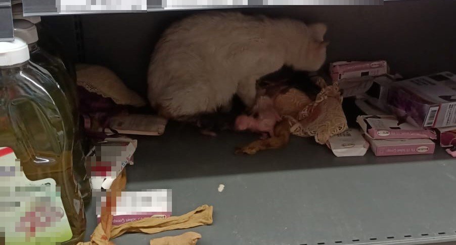 Kedi markette doğum yaptı görenleri şaşkına uğrattı