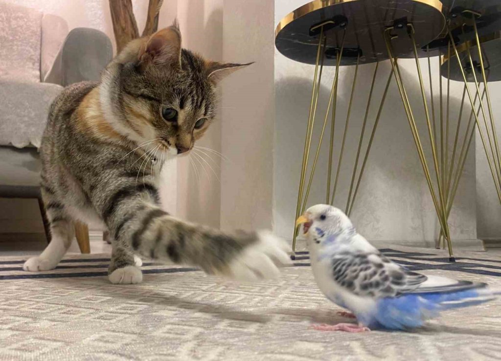 Kedinin muhabbet kuşuna sevgi gösterisi: İşte kalbinizi ısıtacak bir görüntü!