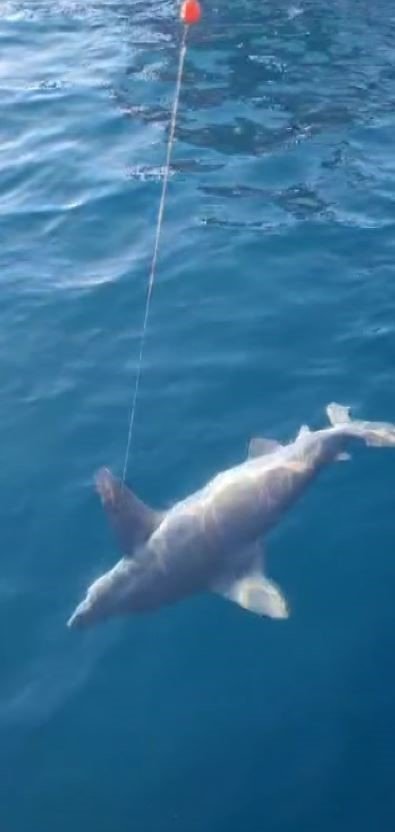 Antalya'da balıkçıların oltasına dev köpekbalığı takıldı (TIKLA&İZLE)