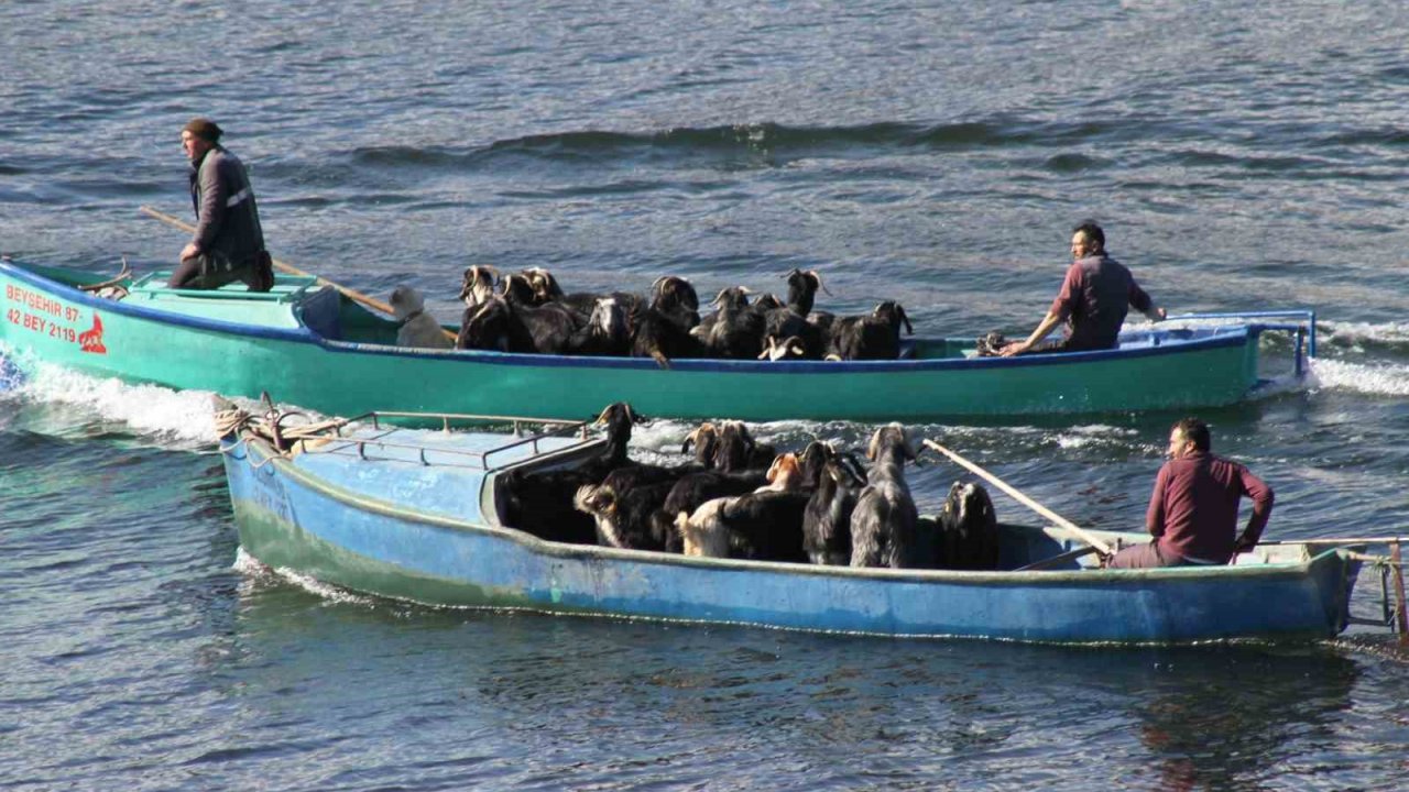 Beyşehir’de keçilerin tekne yolculuğu