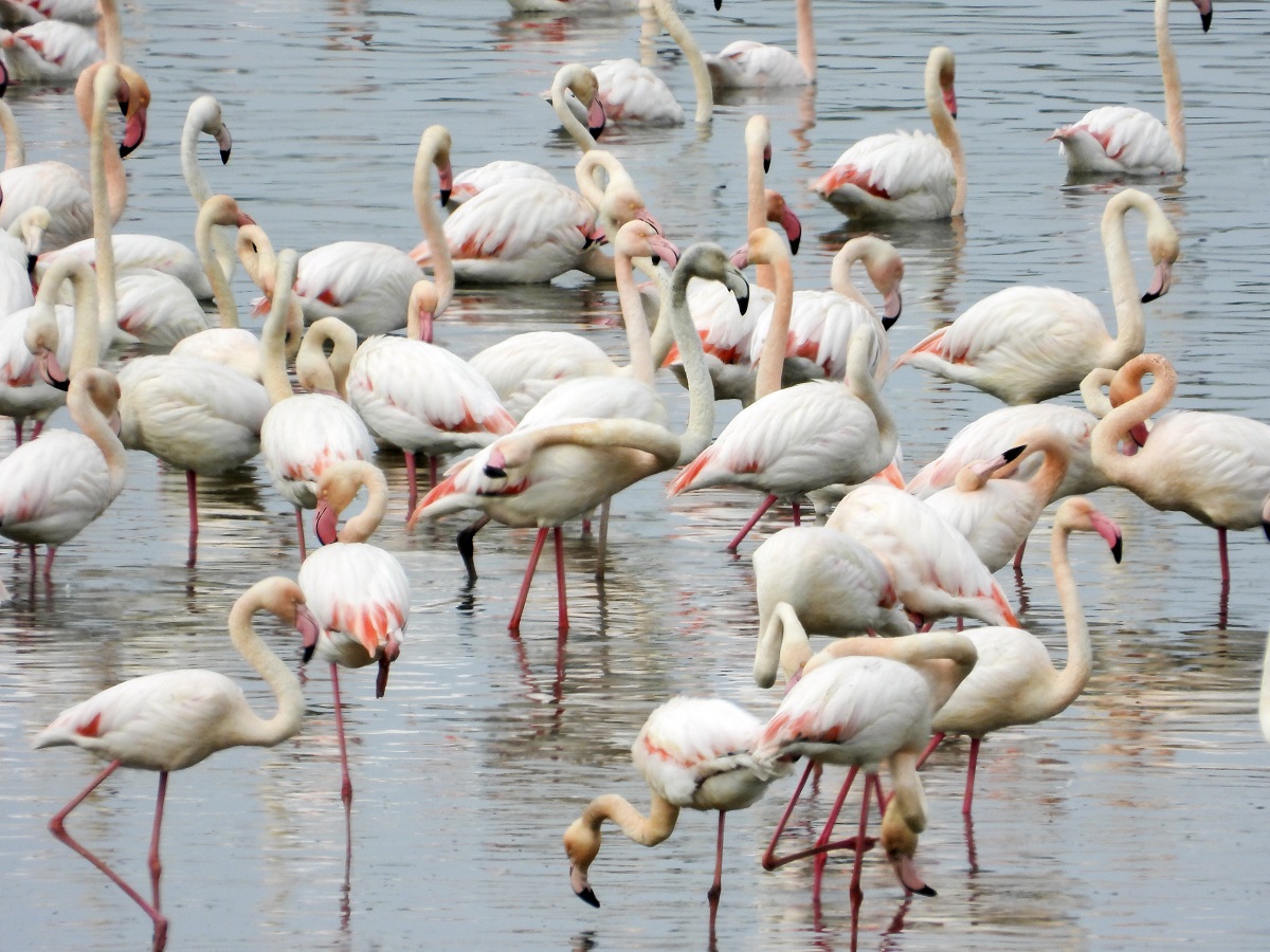 Flamingolar sıcak havayı sevdi Gelingüllü Barajı'na erken ulaştı