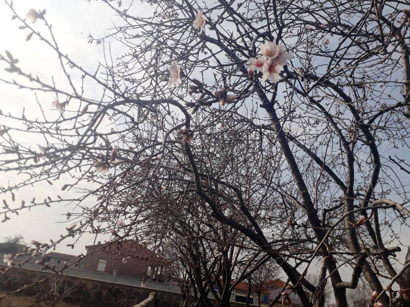 Konya'nın ilçesinde badem ağaçları çiçek açtı