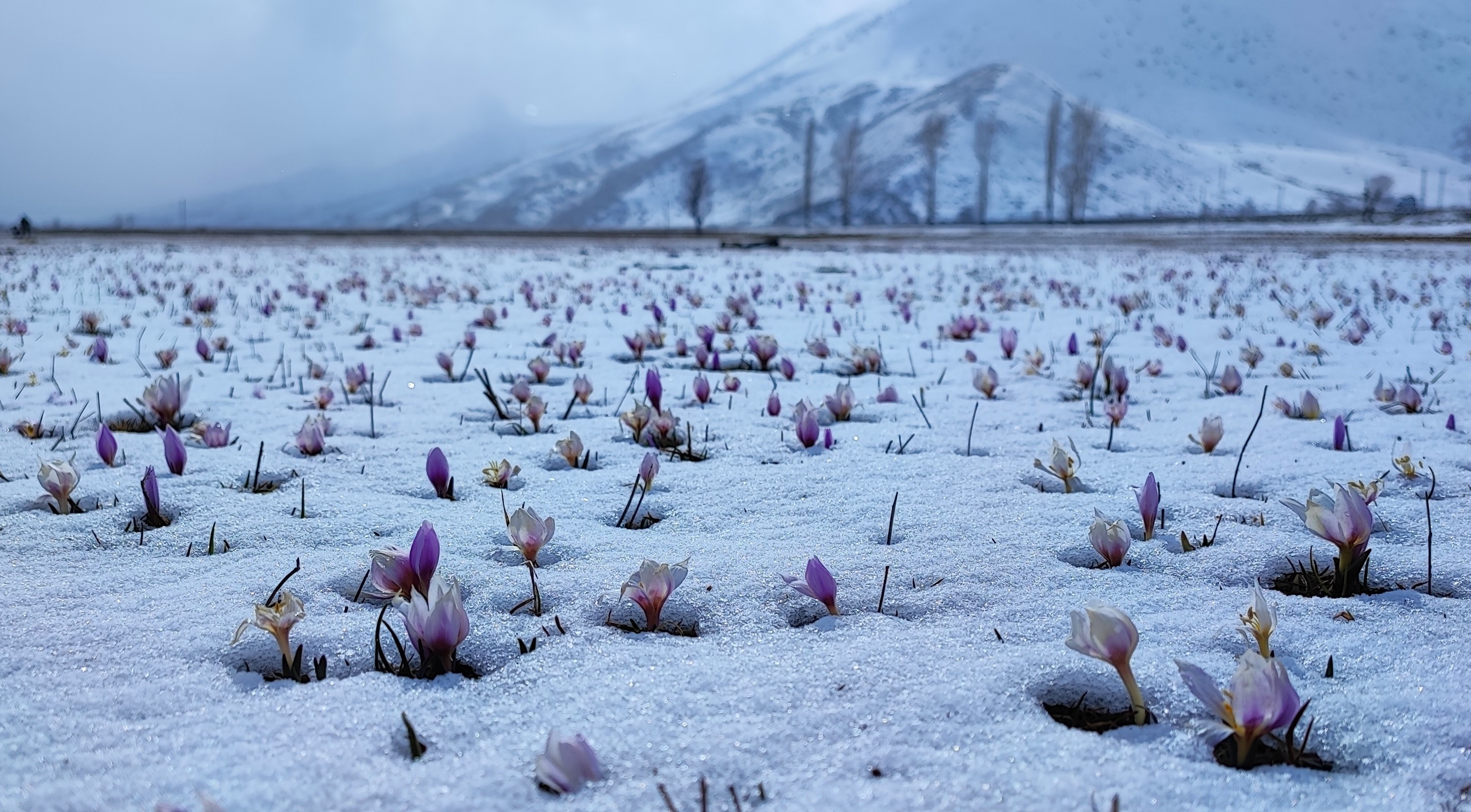 Yazın habercisi çiğdem çiçeklerinden kar altından kartpostallık görüntüler