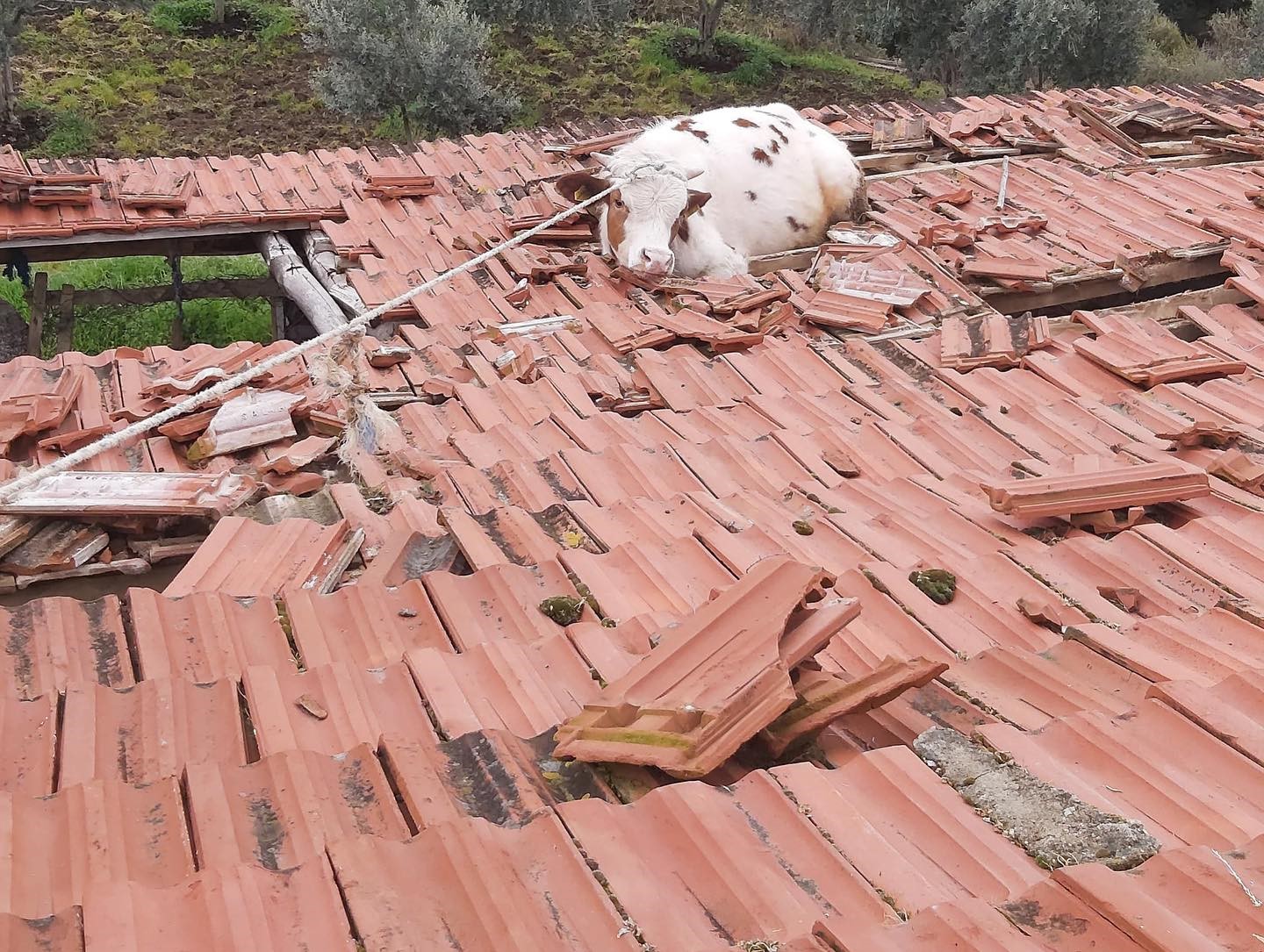 Çatıya çıkan inek fazla durmadan çatıdan düştü