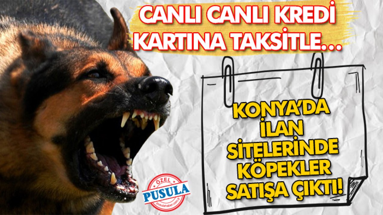 Kanunen yasaklandı! Konya’da ilan sitelerinde köpekler satışa çıktı! Canlı canlı kredi kartına taksitle…