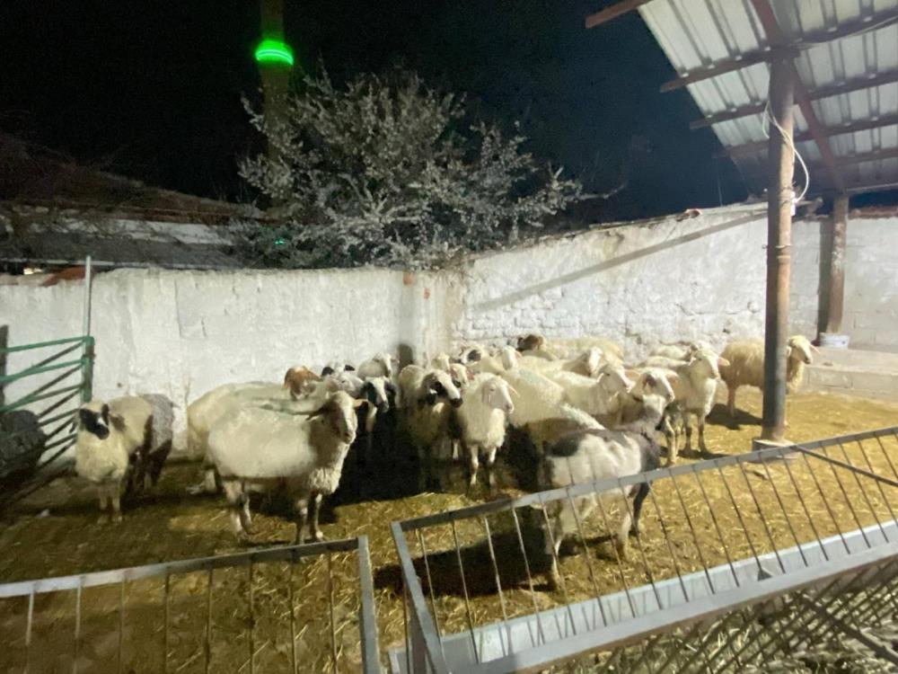 Konya’da koyun hırsızı şüphelisi yakalandı
