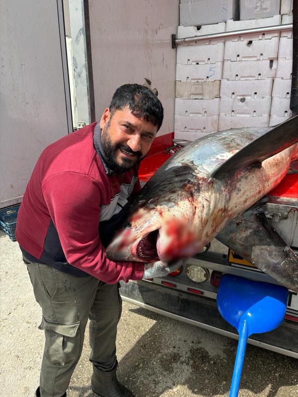 200 kiloluk köpek balığı ağlara takıldı