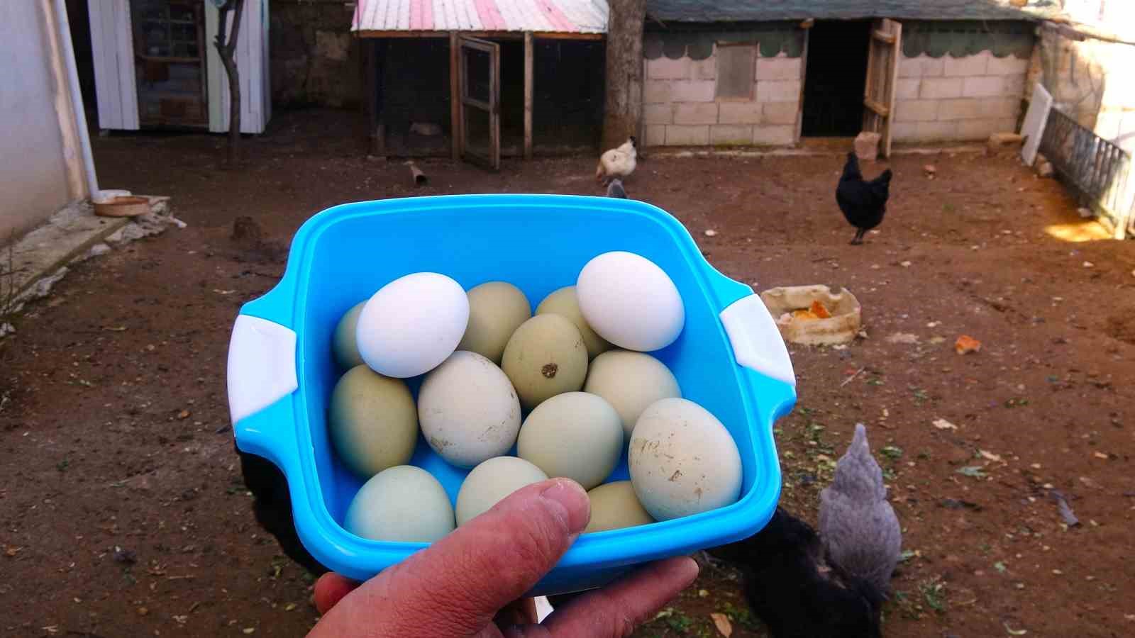 Yeşil renk yumurta veren tavukların yumurtası 20 liradan satılıyor