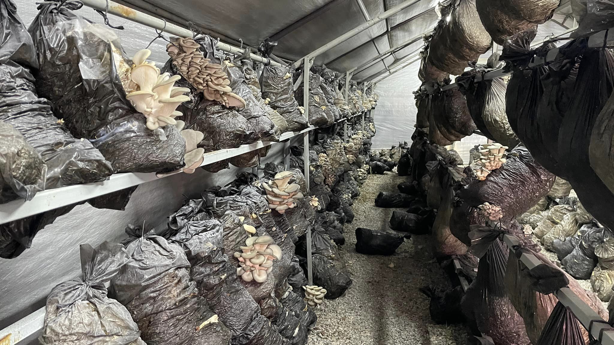 Konya'da mantar üreticileriyle buluşma