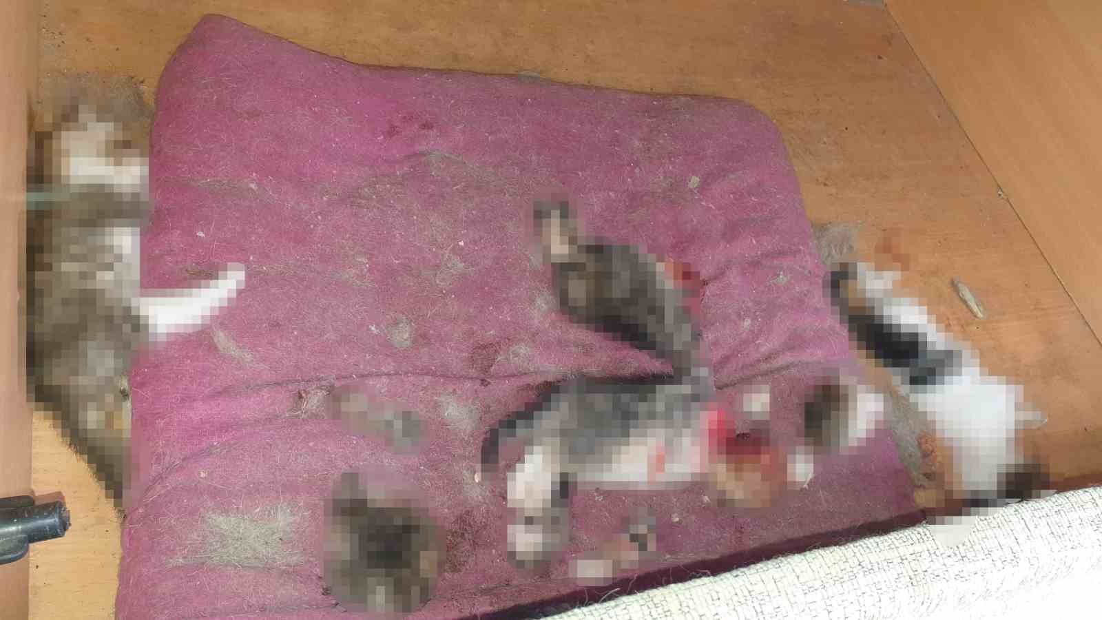 Kafası ve patileri koparılmış 6 yavru kedi ölüsü bulundu