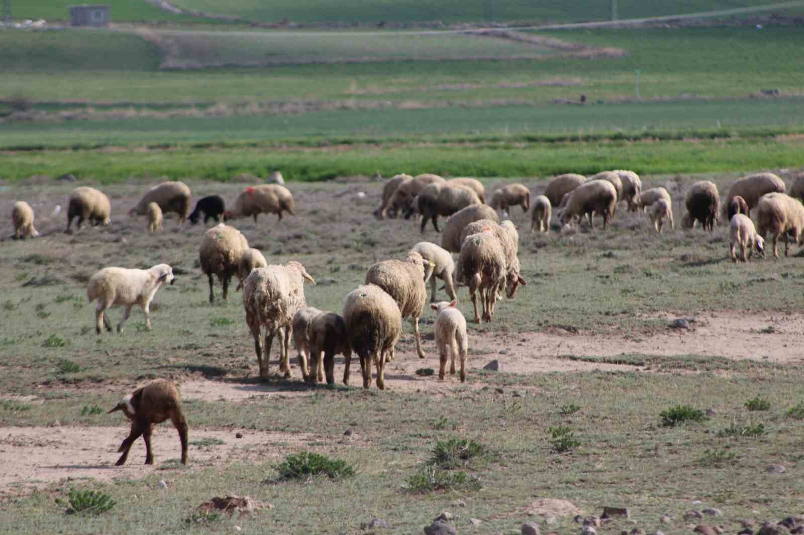Konya'nın ilçesinde havalar ısındı,  koyunlar meralara çıktı