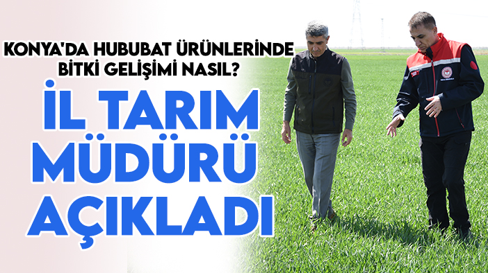 Tahıl ambarı Konya'da hububat ürünlerinde bitki gelişimi nasıl? Konya İl Tarım Müdürü açıkladı