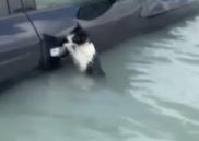 Selde mahsur kedi, aracın kapısına tutunarak kurtarılmayı bekledi ( TIKLA&İZLE)