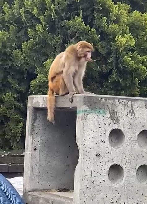 Momo firarda! Sahibinden kaçan maymun yine İstanbul sokaklarında görüldü