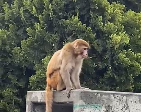 Momo firarda! Sahibinden kaçan maymun yine İstanbul sokaklarında görüldü