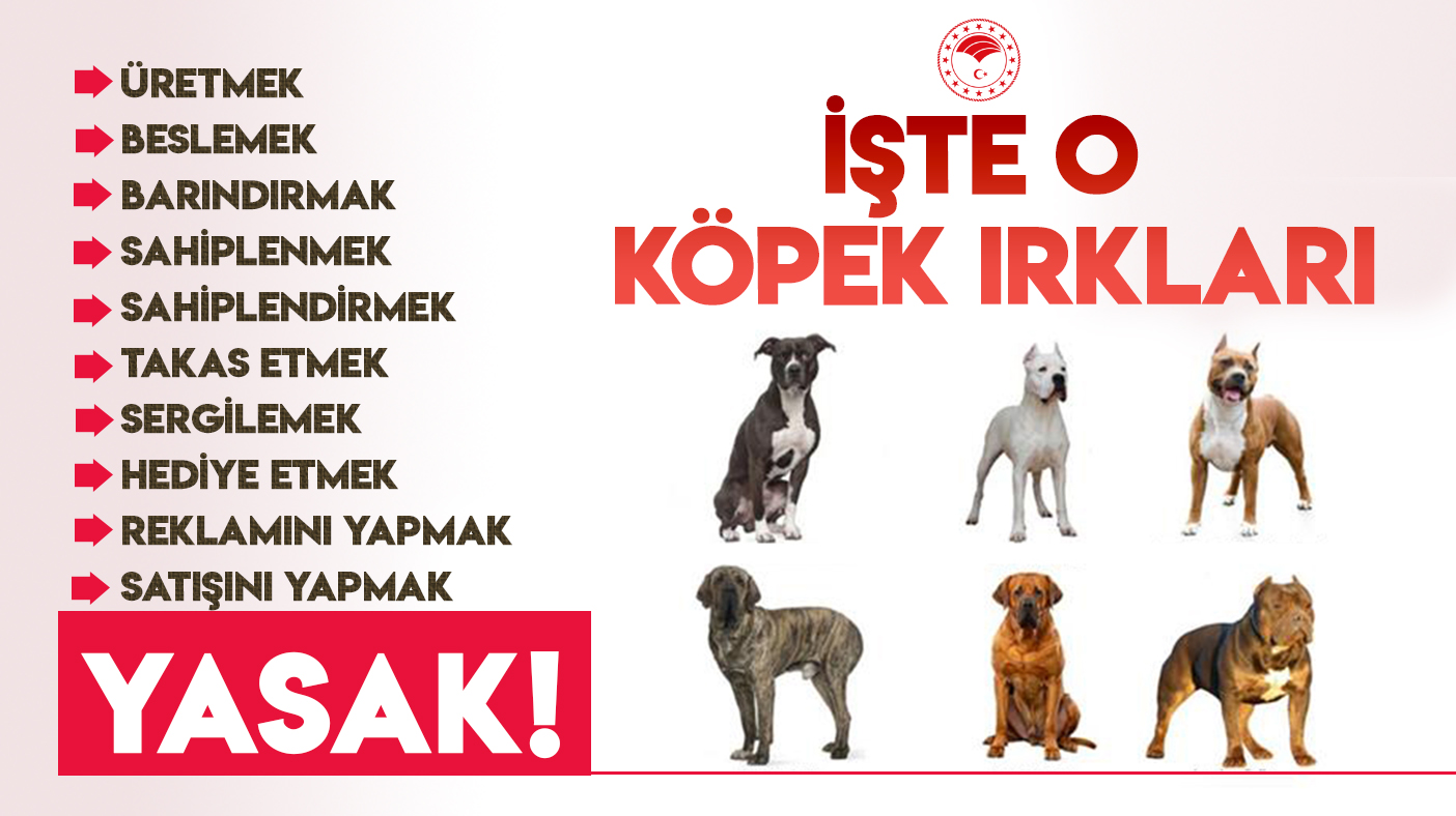 Pitbull beslemek yasak mı? Türkiye'de yasaklı Köpek ırkları hangileri?