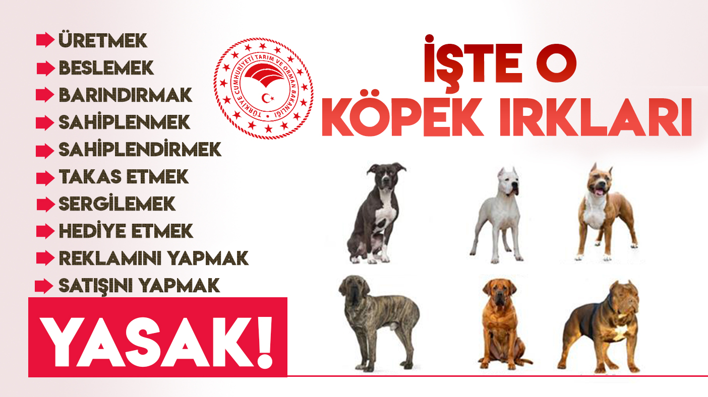 Pitbull beslemek yasak mı? Türkiye'de yasaklı köpek ırkları hangileri?