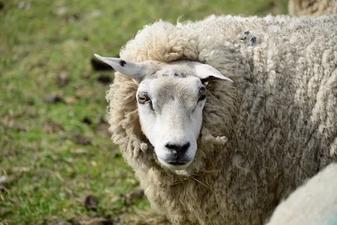 Koyun sahibine kafa attı, sahibi neye uğradığını şaşırdı